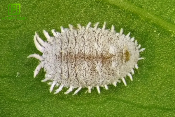 Câu hỏi thường gặp (FAQ)