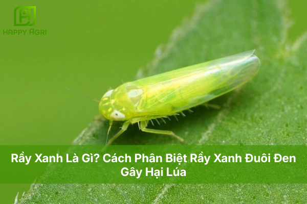 Rầy Xanh Là Gì? Cách Phân Biệt Rầy Xanh Đuôi Đen Gây Hại Lúa