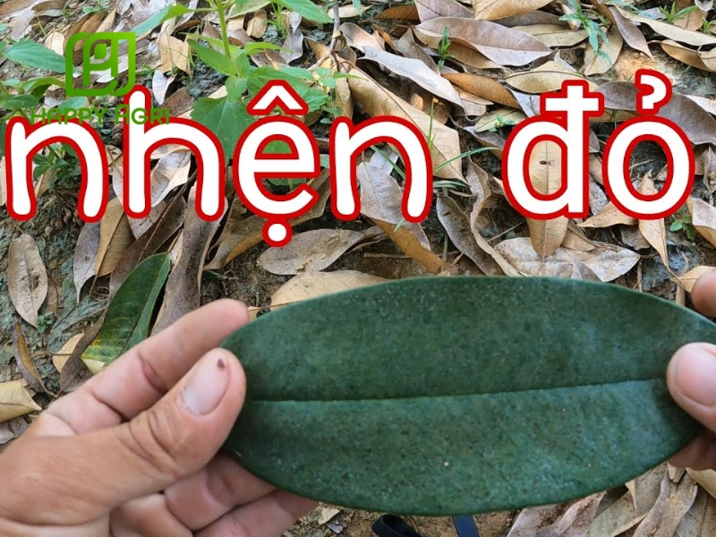 Dấu hiệu nhận biết lá sầu riêng bị nhện đỏ