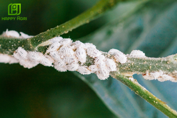 Rệp sáp là gì? "Kẻ thù" thầm lặng của nhà nông