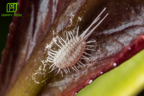 Rệp sáp sầu riêng là gì? "Liên minh" gây hại thầm lặng