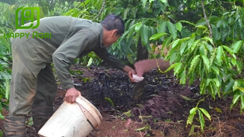 Bổ sung dinh dưỡng cho vườn cây ăn trái