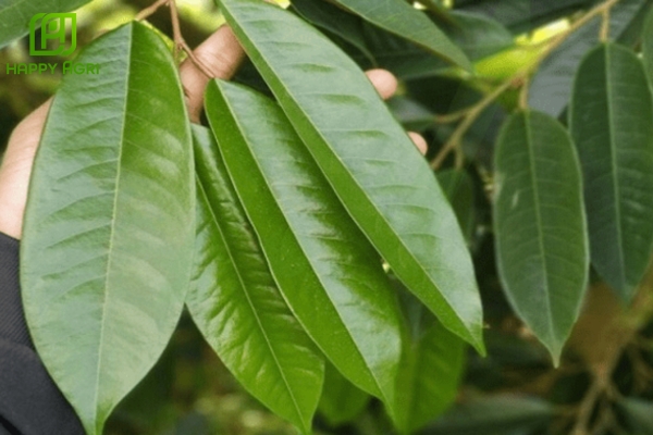  FAQ - Những câu hỏi thường gặp về cháy lá sầu riêng