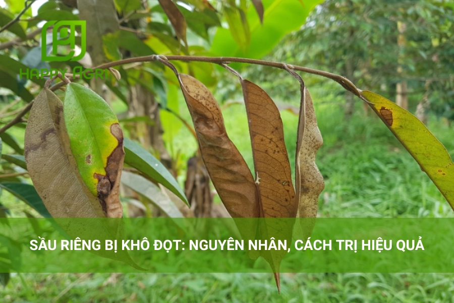 Sầu Riêng Bị Khô Đọt: Nguyên Nhân, Cách Trị Hiệu Quả