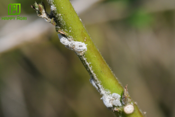 Câu hỏi thường gặp