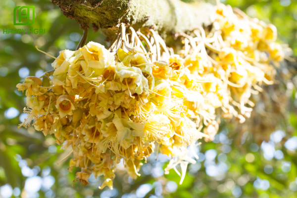 Tại sao giai đoạn hoa và trái non sầu riêng cần thuốc dạng "mát"?