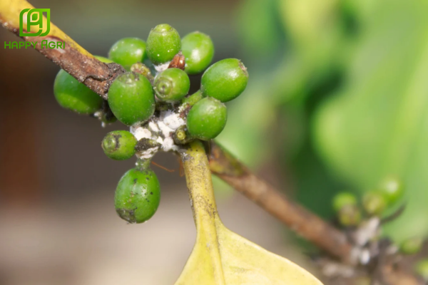 Biến đổi hình thái ở hoa và quả non