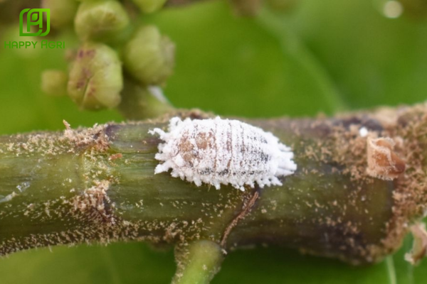 Rệp sáp là gì? "Pháo đài" bảo vệ kiên cố