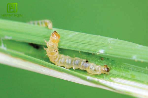 Áp dụng Quản lý Dịch hại Tổng hợp (IPM) – Nền tảng bền vững