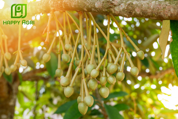 Công dụng của Phân bón vi lượng HALO AGIPRO ONE Hiệu EDTA COMBI SOIL