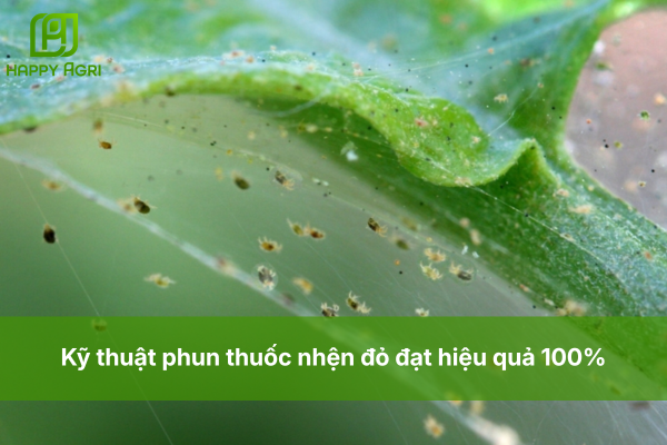 Kỹ thuật phun thuốc nhện đỏ đạt hiệu quả 100%
