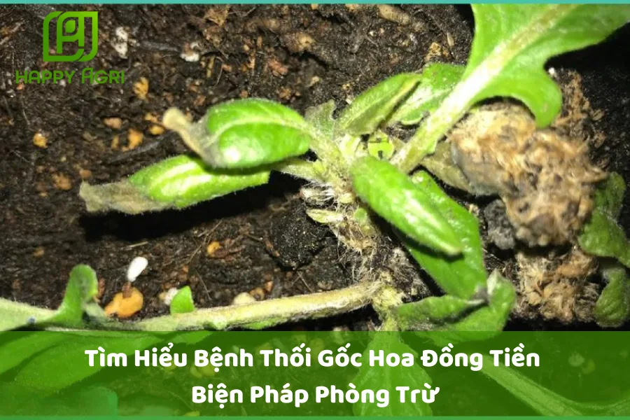 # Tìm Hiểu Bệnh Thối Gốc Hoa Đồng Tiền & Biện Pháp Phòng Trừ