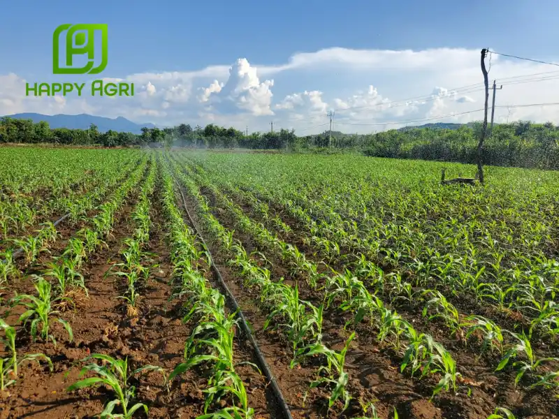 atrazine