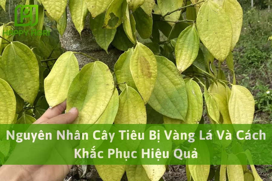 Nguyên Nhân Cây Tiêu Bị Vàng Lá Và Cách Khắc Phục Hiệu Quả
