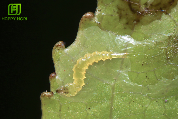 Hiểm họa sâu vẽ bùa đối với đọt non cam, quýt