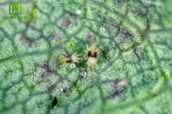 Hướng dẫn sử dụng và chiến thuật quản trị hiệu quả