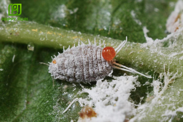 Rệp sáp và chiến thuật "phòng thủ kép" thách thức nhà nông