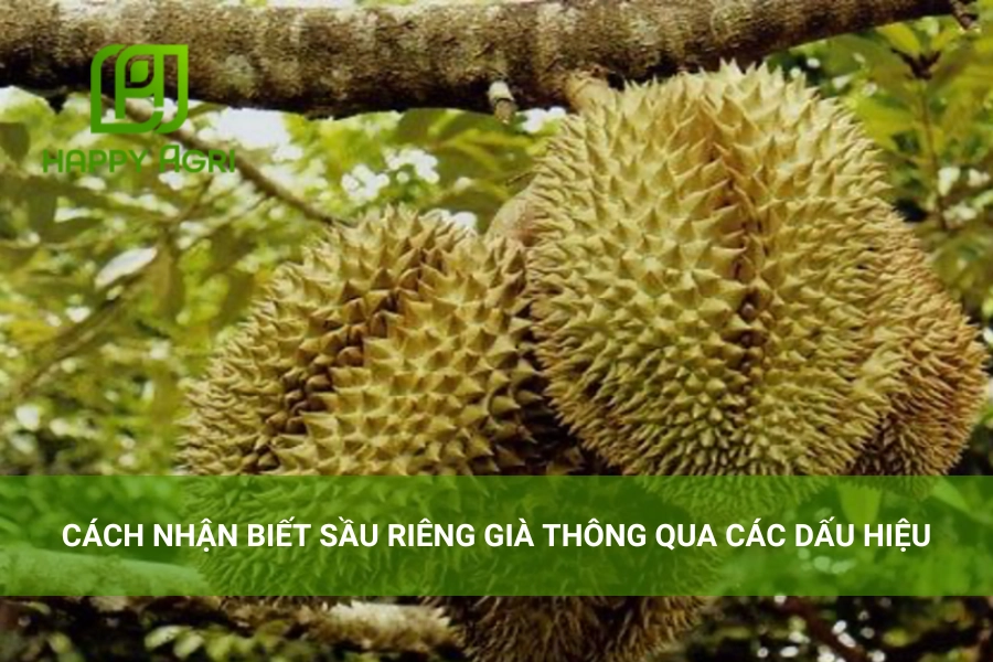 Cách Nhận Biết Sầu Riêng Già Thông Qua Các Dấu Hiệu