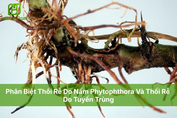 Phân Biệt Thối Rễ Do Nấm Phytophthora Và Thối Rễ Do Tuyến Trùng
