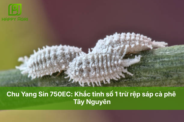 Chu Yang Sin 750EC: Khắc tinh số 1 trừ rệp sáp cà phê Tây Nguyên