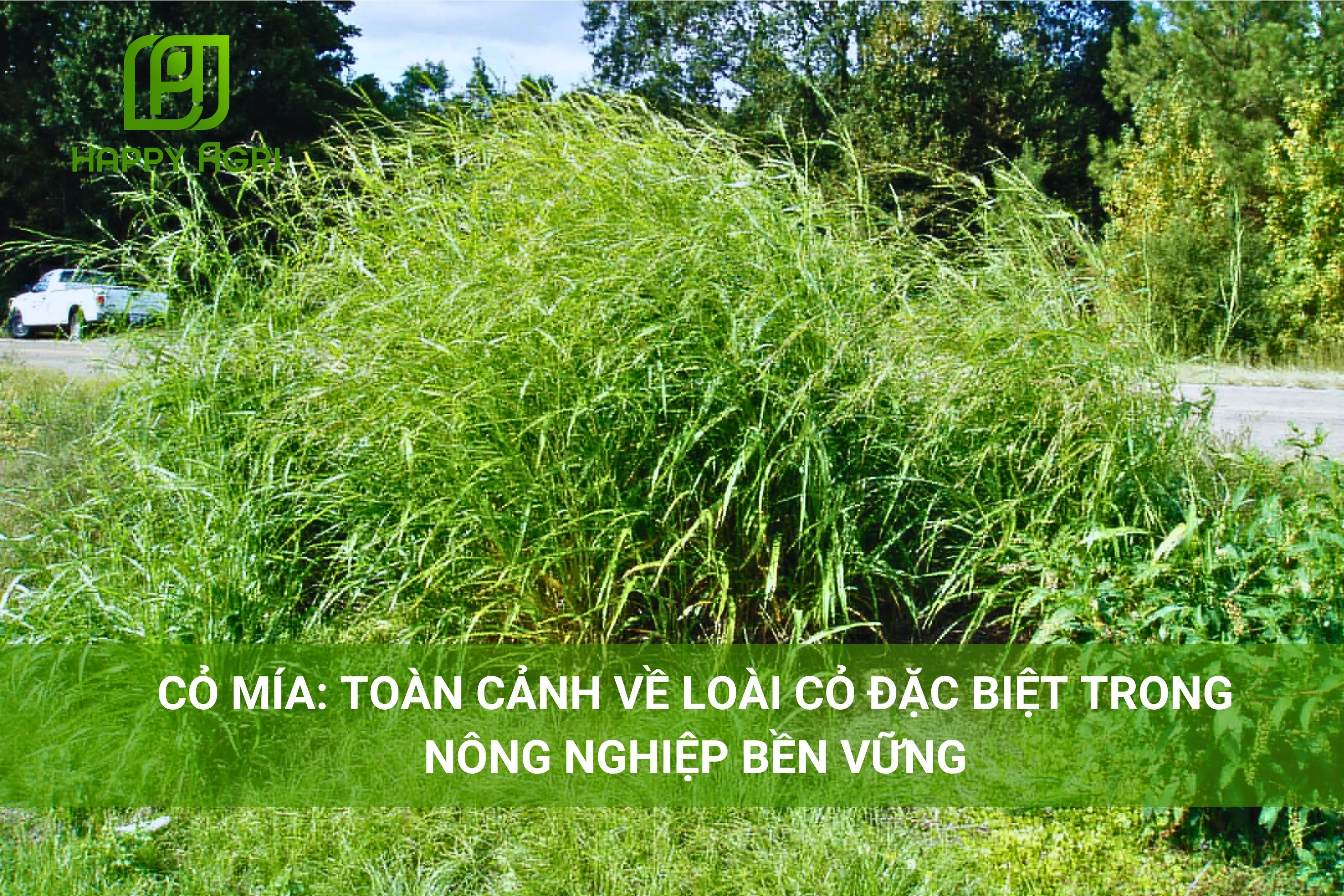 CỎ MÍA: TOÀN CẢNH VỀ LOÀI CỎ ĐẶC BIỆT TRONG NÔNG NGHIỆP BỀN VỮNG