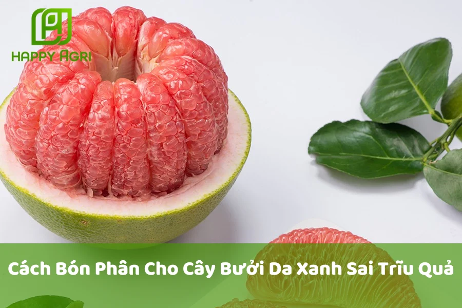 Cách Bón Phân Cho Cây Bưởi Da Xanh Sai Trĩu Quả