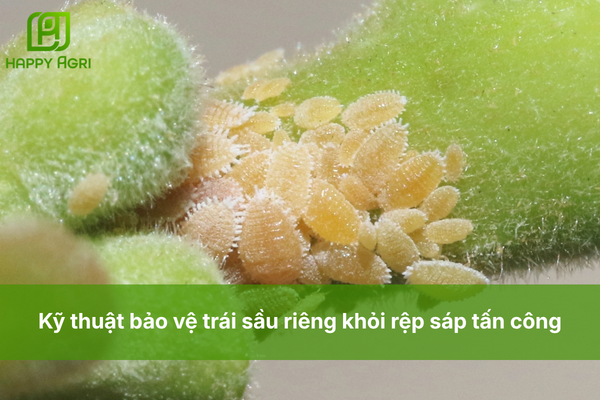 Kỹ thuật bảo vệ trái sầu riêng khỏi rệp sáp tấn công