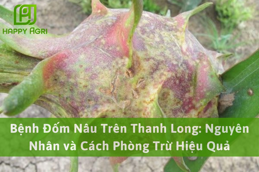 Bệnh Đốm Nâu Trên Thanh Long: Nguyên Nhân và Cách Phòng Trừ Hiệu Quả