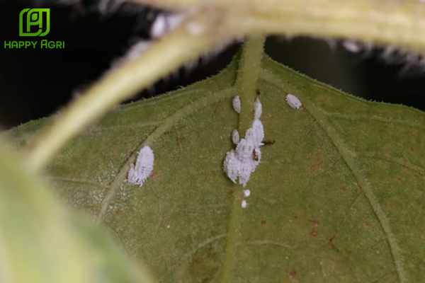 Phác đồ trị rệp sáp triệt để cùng Happy Agri