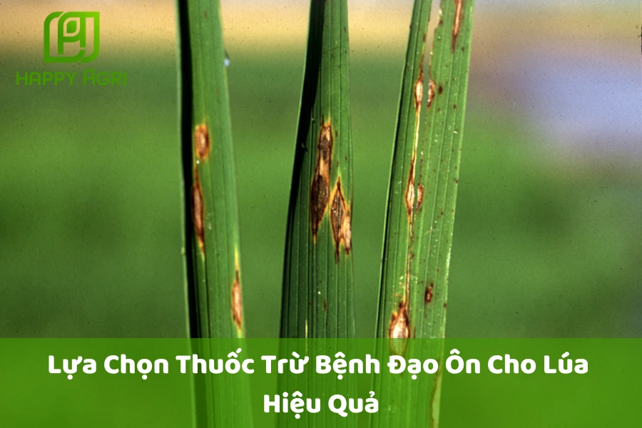 Lựa Chọn Thuốc Trừ Bệnh Đạo Ôn Cho Lúa Hiệu Quả