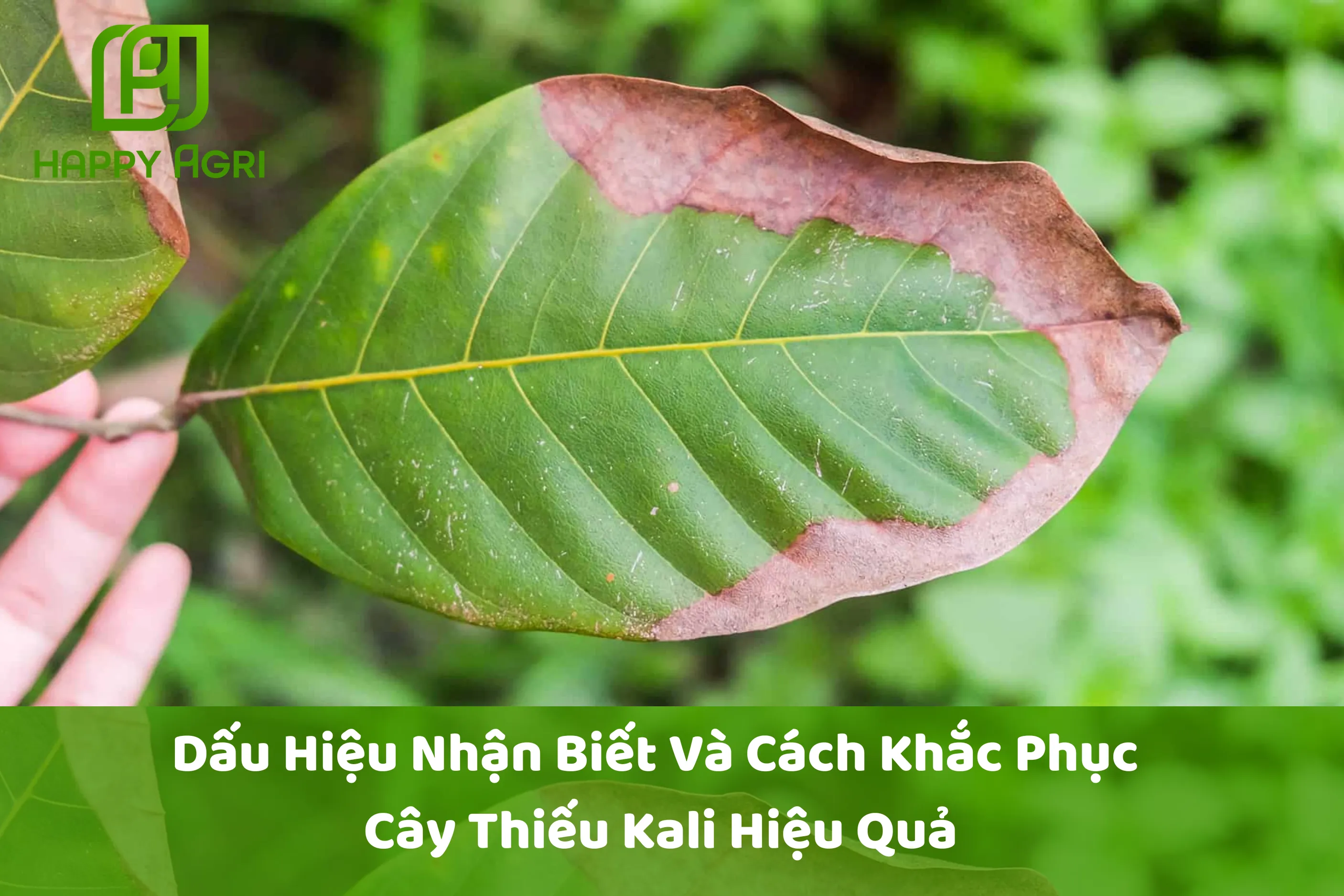 Dấu Hiệu Nhận Biết Và Cách Khắc Phục Cây Thiếu Kali Hiệu Quả