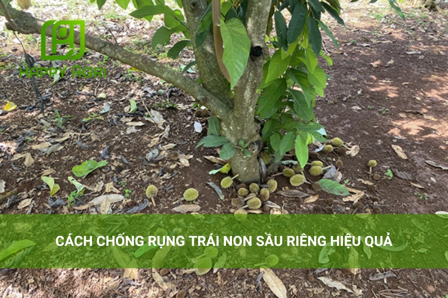 Cách Chống Rụng Trái Non Sầu Riêng Hiệu Quả