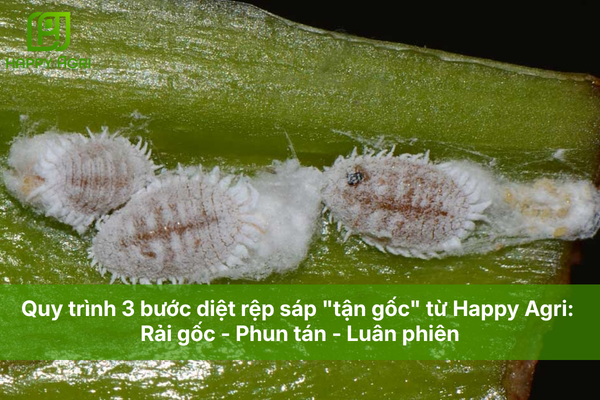 Quy trình 3 bước diệt rệp sáp "tận gốc" từ Happy Agri: Rải gốc - Phun tán - Luân phiên