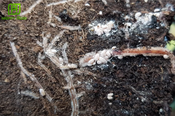 hững thắc mắc thường gặp (FAQ)