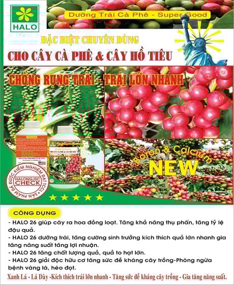 Dưỡng trái cà phê-Super Good- HALO 26